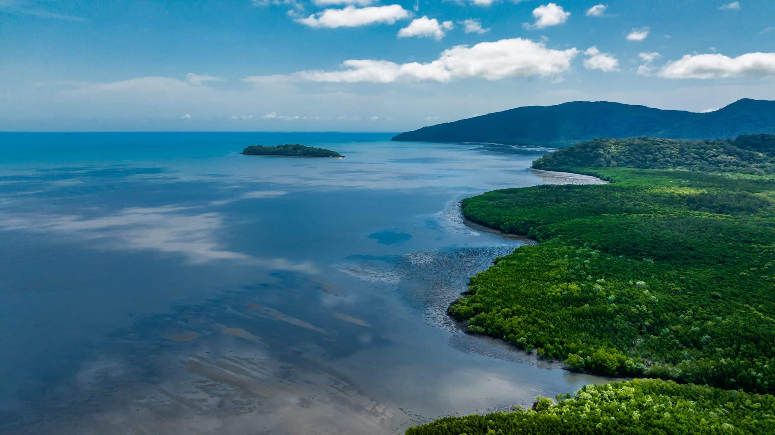 Mangroves meeting clear waters