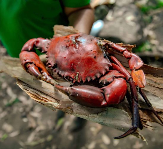 Mangrove crab on paperbark