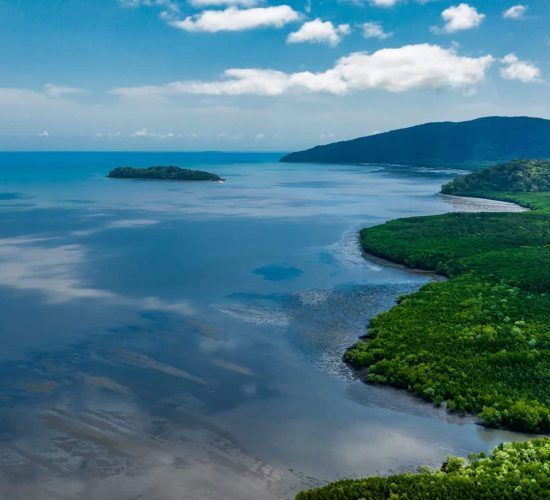 Mangroves meeting clear waters